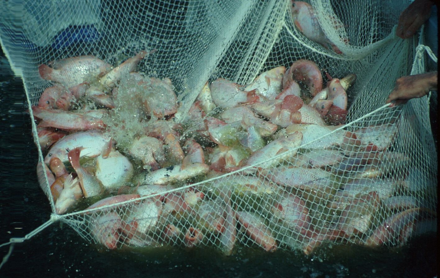 Red tilapia harvest from biofloc tank